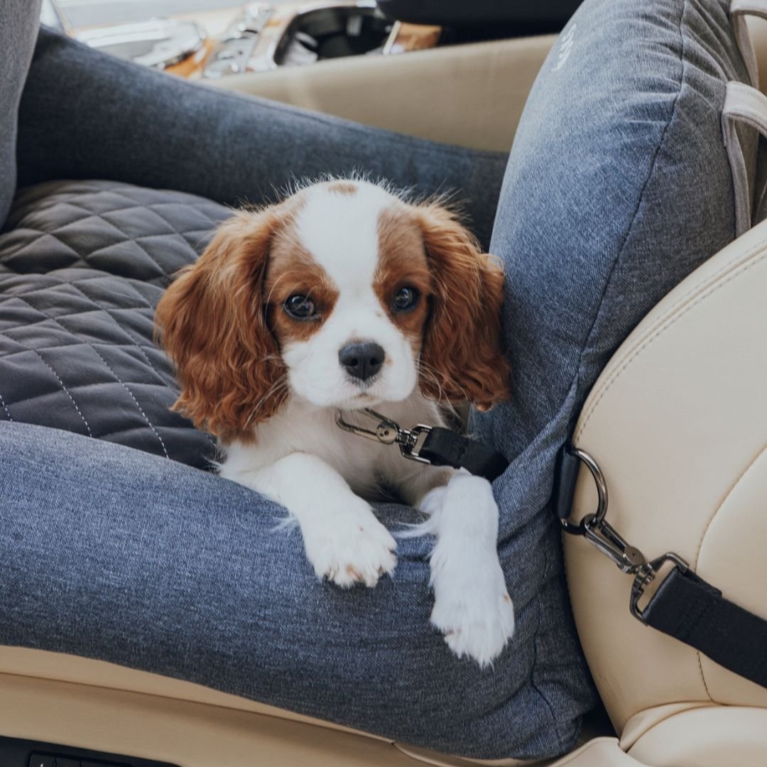 DogBeds-PremiumDogCarBed1.jpg